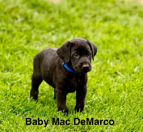 Photo of Baby Mac DeMarco, adoptable Labrador Retriever in Sandy, Utah