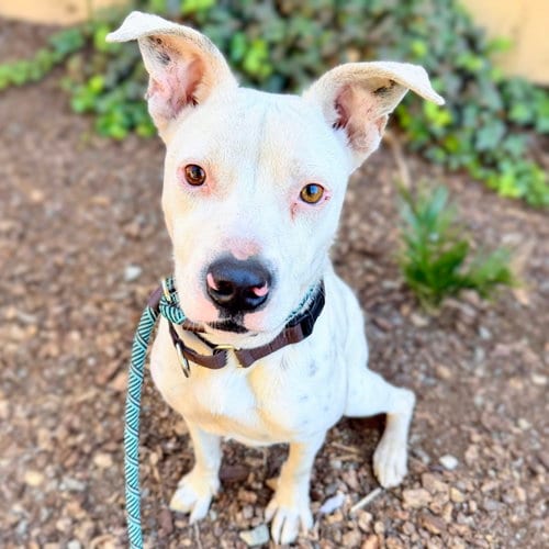 Photo of Ginny, adoptable American Pit Bull Terrier in Oakland, California