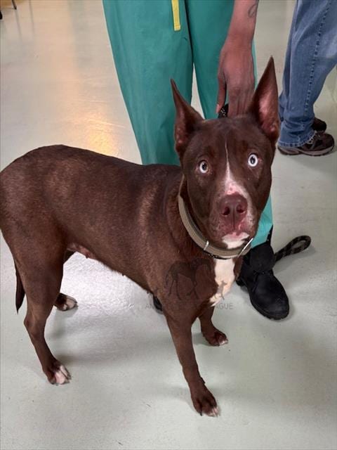 Photo of Heidi, adoptable Siberian Husky in Chicago Ridge, Illinois