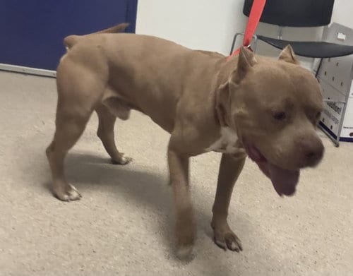 Photo of Henry, adoptable Pit Bull Terrier in Bakersfield, California