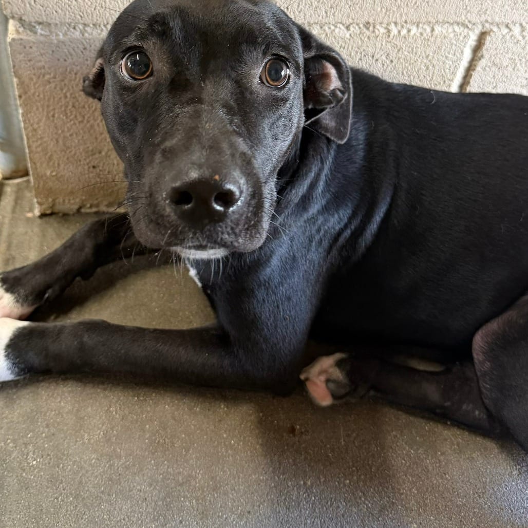Photo of Pick-N-Mix, adoptable Terrier, American Pit Bull in Houston, Texas