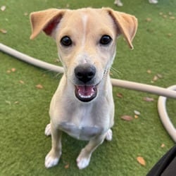 Photo of Bentley 6279, adoptable Mixed Breed (Small) in Loxahatchee, Florida