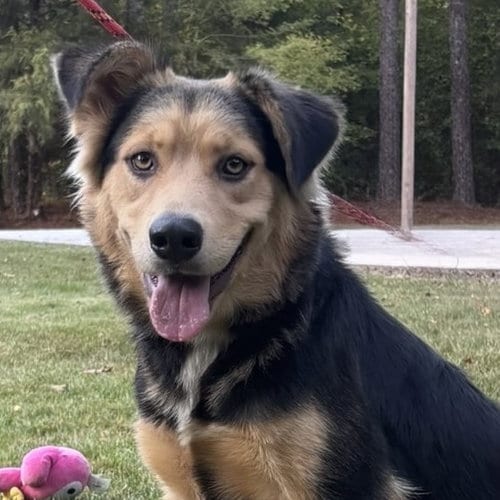 Photo of Rosanne, adoptable Border Collie in Yardley, Pennsylvania