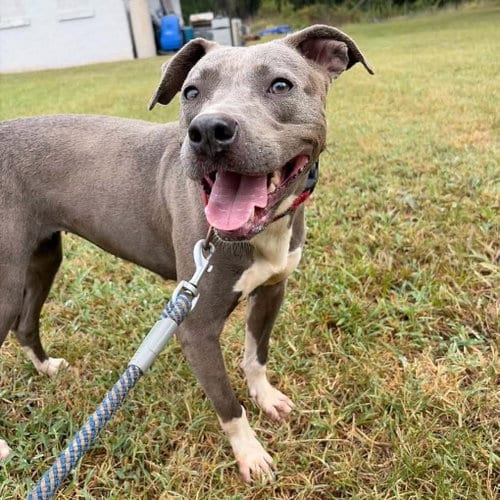 Photo of Honda: At shelter, adoptable Pit Bull Terrier in Rustburg, Virginia