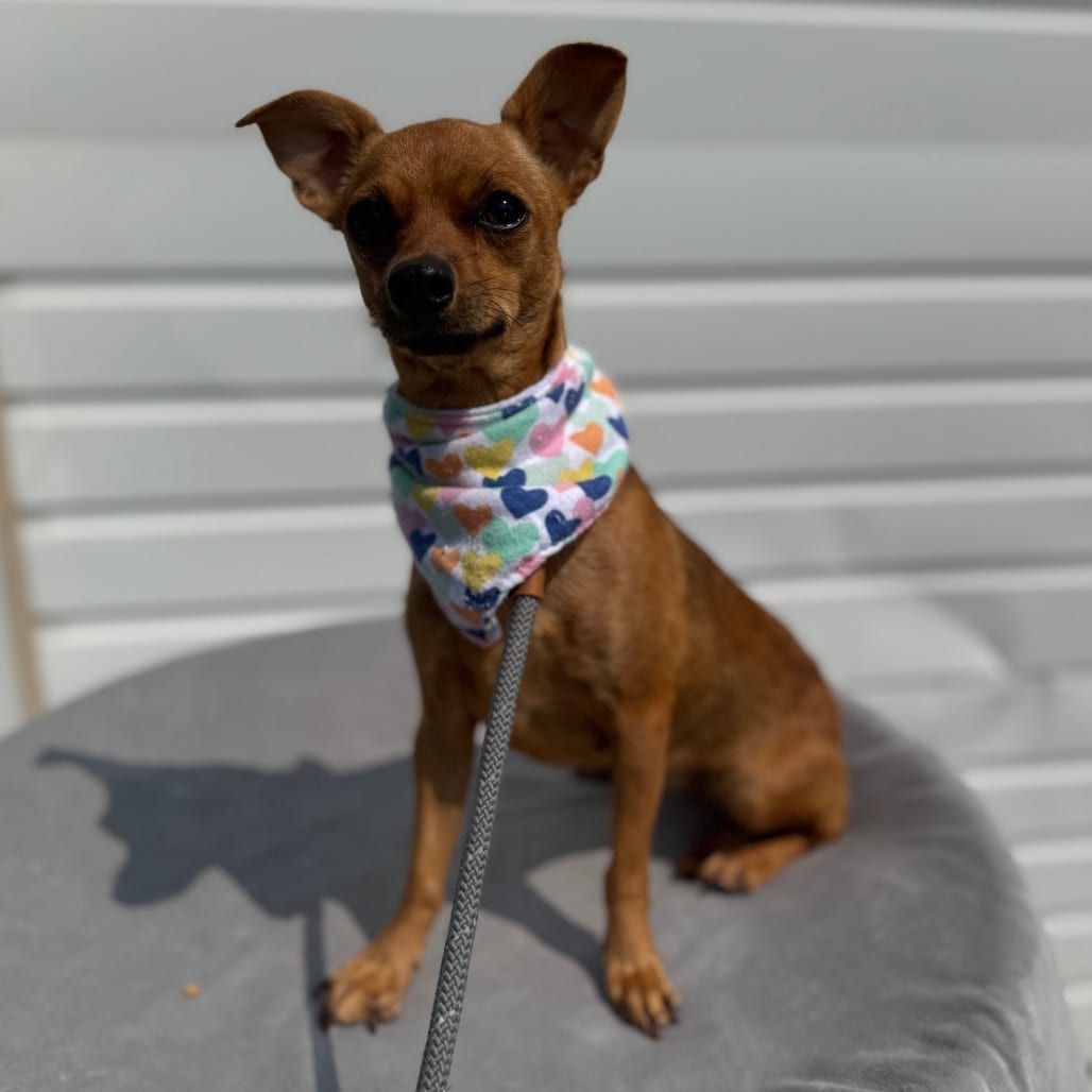 Photo of Keke, adoptable Chihuahua / Mixed Breed (Small) in Newberg, Oregon