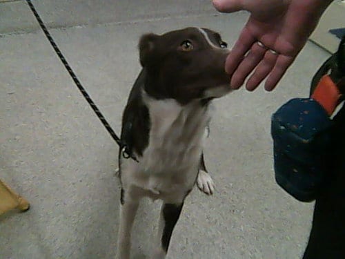 Photo of Brownie Diaz, adoptable Border Collie in Fort Collins, Colorado