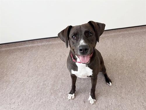 Photo of Missy, adoptable Pit Bull Terrier in St. Louis, Missouri