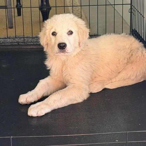 Photo of Clover, adoptable Great Pyrenees in Whitewright, Texas