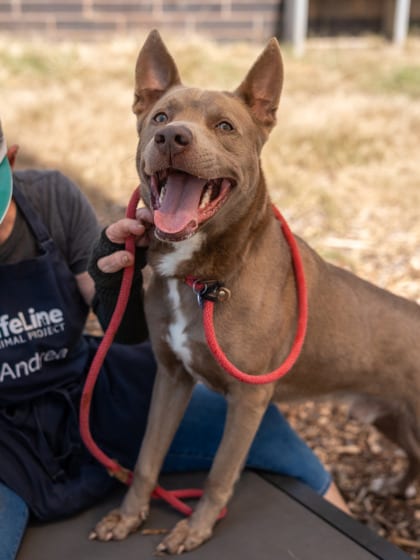 Photo of Smoke, adoptable dog in Chamblee, Georgia