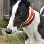 Photo of O Ya Game On, adoptable Greyhound in Grandville, Michigan