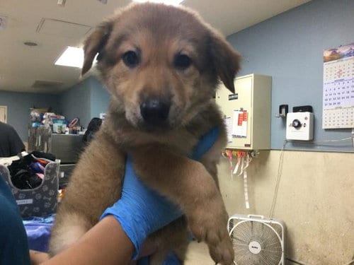 Photo of Isabella Gracia, adoptable German Shepherd Dog in Riverside, California