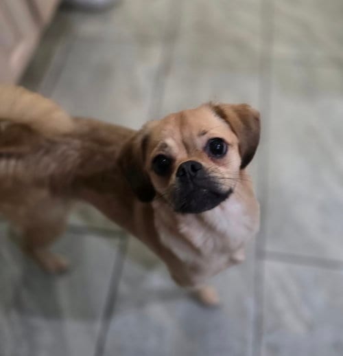 Photo of Lily, adoptable Pug in Morganville, New Jersey