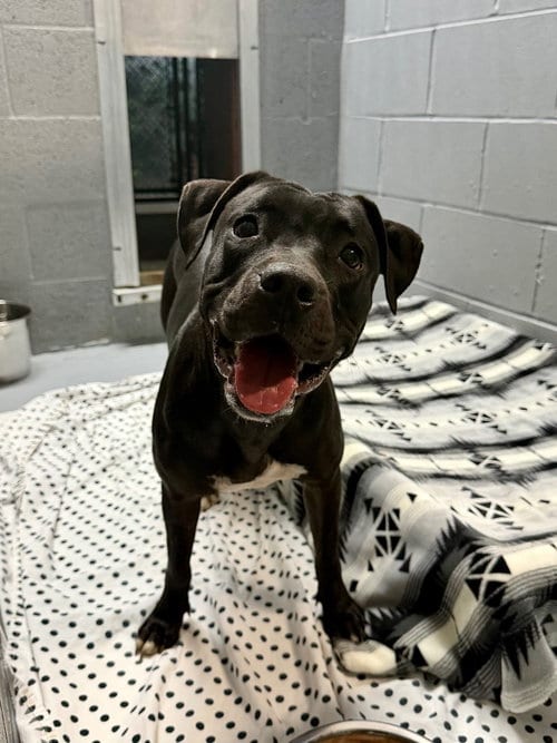 Photo of Raven, adoptable American Staffordshire Terrier in Lawrenceville, New Jersey