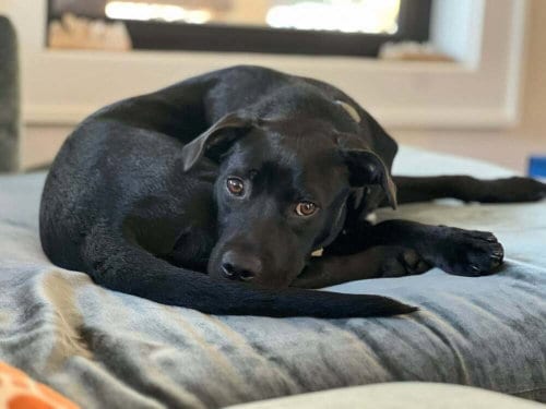 Photo of Chex, adoptable Terrier in Candler, North Carolina