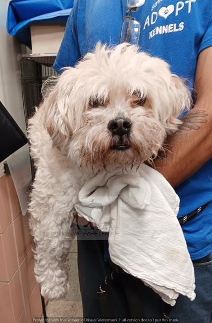 Photo of Rookie, adoptable Maltese in Chicago Ridge, Illinois