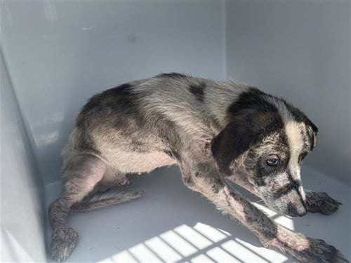 Photo of A662331, adoptable Labrador Retriever in Houston, Texas