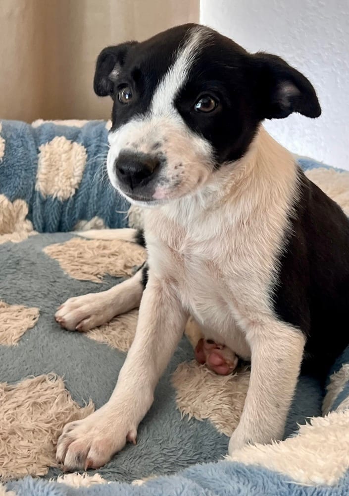 Photo of Bandit, adoptable Terriers (Medium) in Dana Point, California