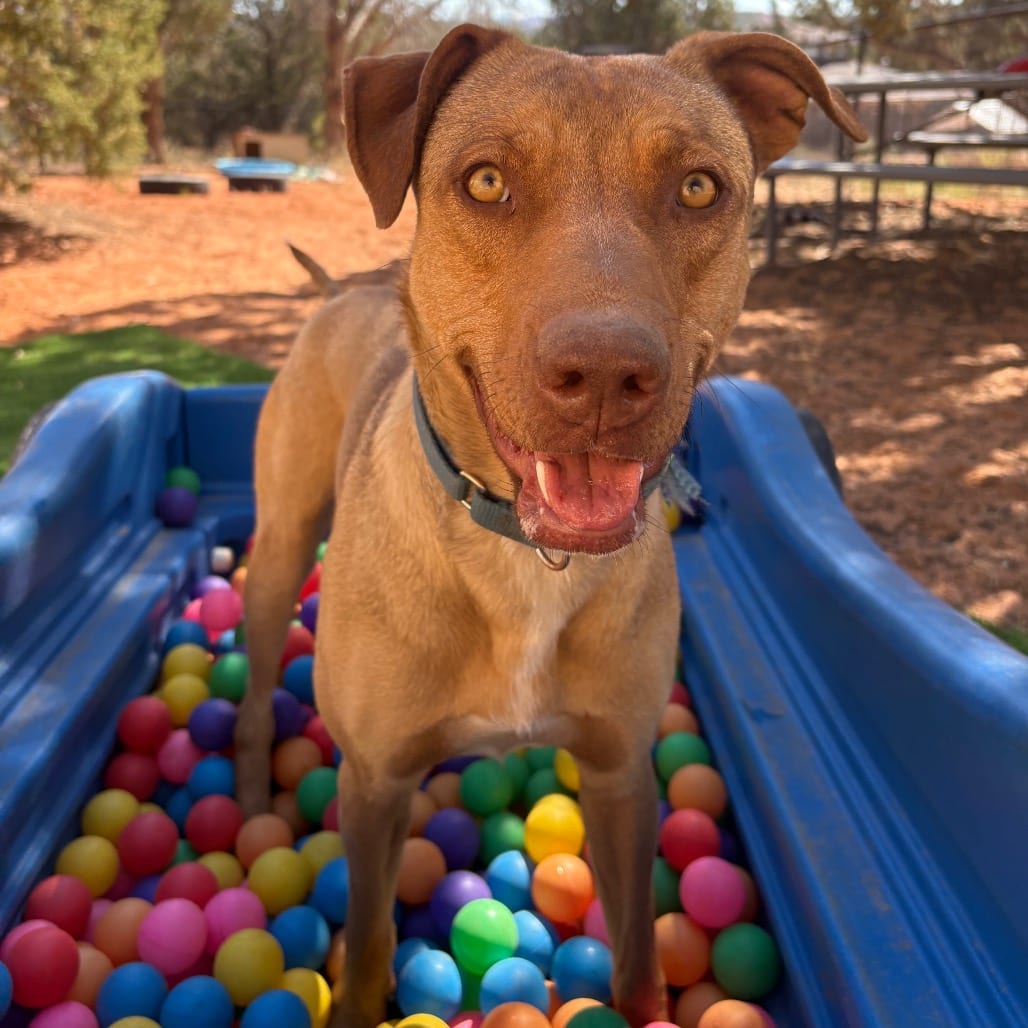 Photo of Chi Chi, adoptable Cattle Dog / Mix in Kanab, Utah