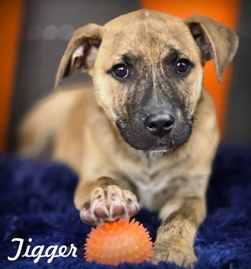 Photo of Tigger, adoptable American Staffordshire Terrier in Chino Hills, California