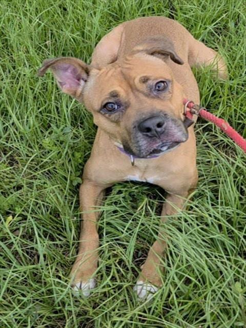 Photo of Serenity, adoptable Boxer in Fort Lauderdale, Florida