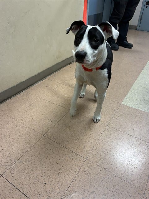 Photo of Bella, adoptable Border Collie mix in San José, California