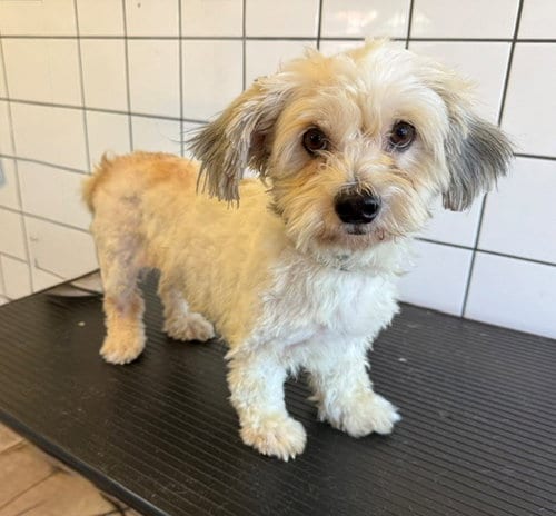 Photo of Bella, adoptable Lhasa Apso in Downey, California