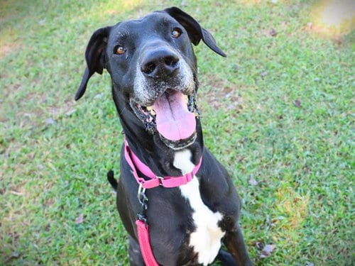 Photo of Koby, adoptable Great Dane in Tallahassee, Florida