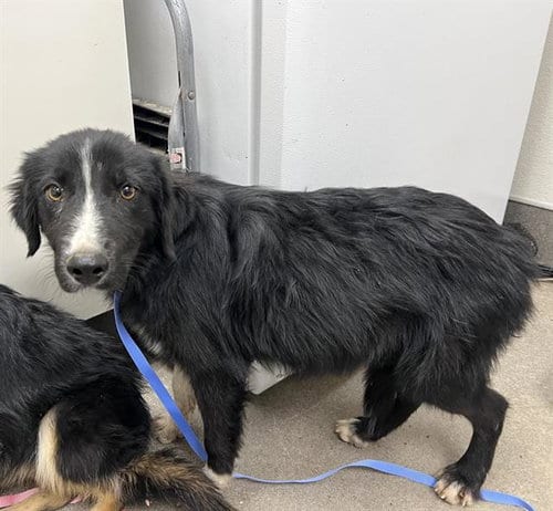 Photo of Madison, adoptable Border Collie in HESPERIA, California