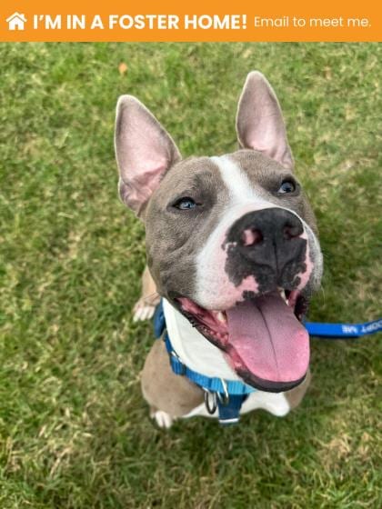 Photo of Hickory, adoptable dog in Baltimore, Maryland