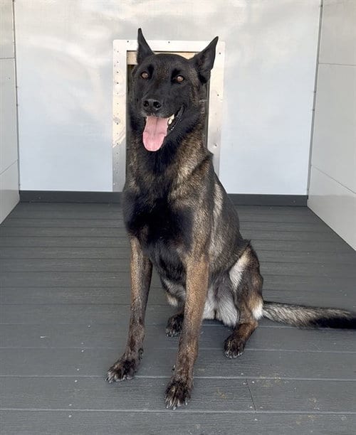 Photo of Reagan, adoptable Belgian Shepherd Malinois in San Bernardino, California