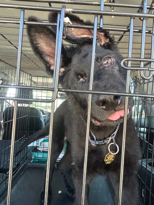 Photo of Alastor, adoptable German Shepherd Dog in Cupertino, California