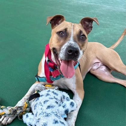 Photo of Aiden, adoptable American Staffordshire Terrier in East Smithfield, Pennsylvania