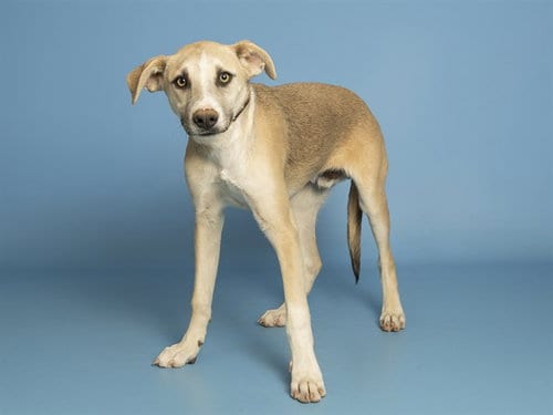 Photo of Hazey, adoptable Carolina Dog in Phoenix, Arizona