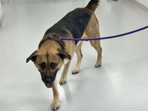 Photo of Pax, adoptable German Shepherd Dog in Ocala, Florida