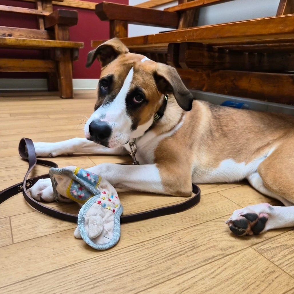 Photo of Jax, adoptable Boxer / Mix in Woodstock, Illinois