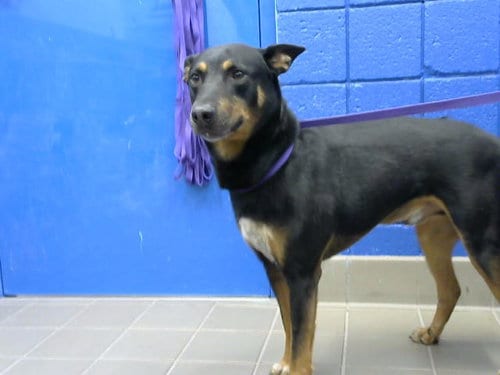 Photo of Goku, adoptable Doberman Pinscher in Albuquerque, New Mexico