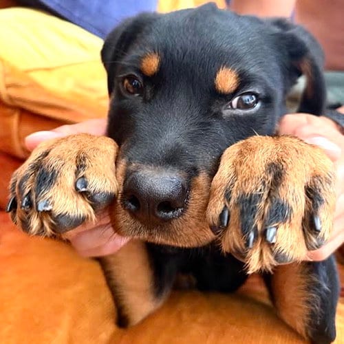 Photo of Balto, adoptable Rottweiler in Oakland, California