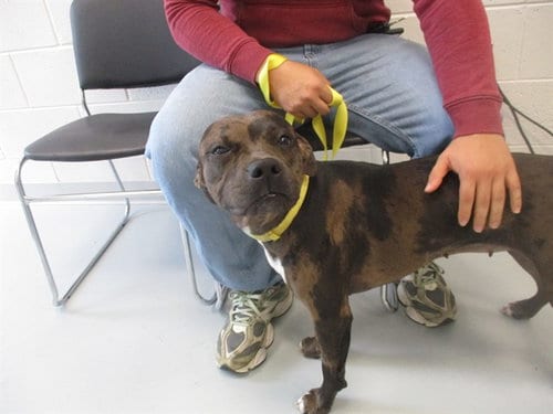 Photo of Coco, adoptable Catahoula Leopard Dog in Ocala, Florida
