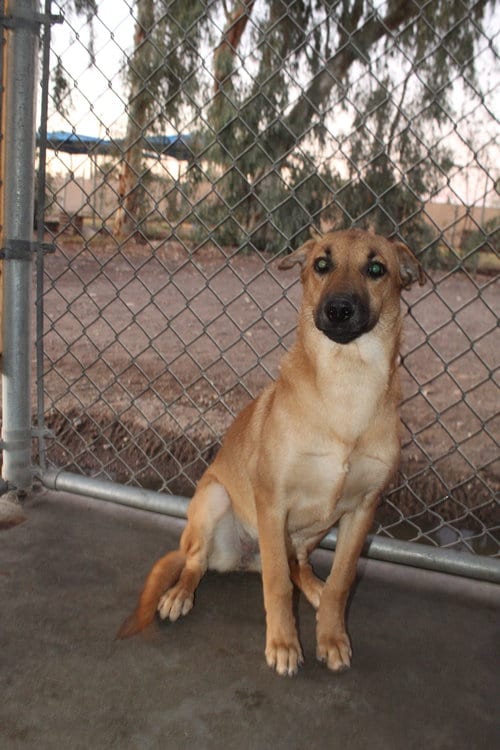 Photo of Moon, adoptable Shepherd in El Centro, California