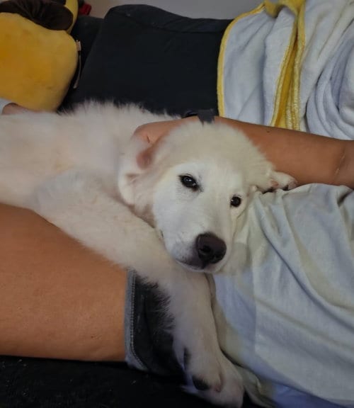 Photo of Kona, adoptable Great Pyrenees in Dallas, Texas