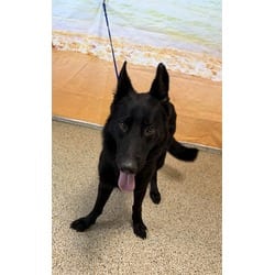 Photo of Sydney, adoptable German Shepherd Dog in Doral, Florida