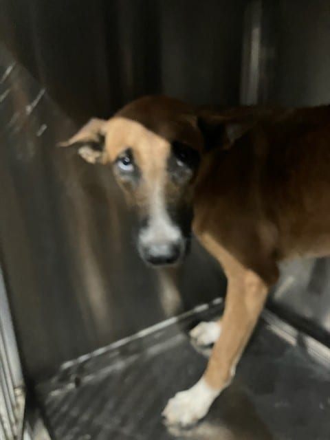 Photo of Clawdeen, adoptable Mixed Breed