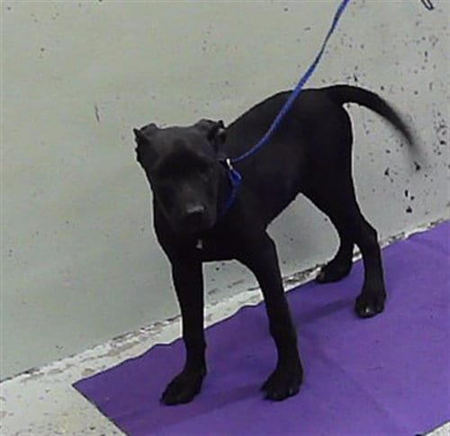 Photo of Fancy, adoptable Staffordshire Bull Terrier in Houston, Texas
