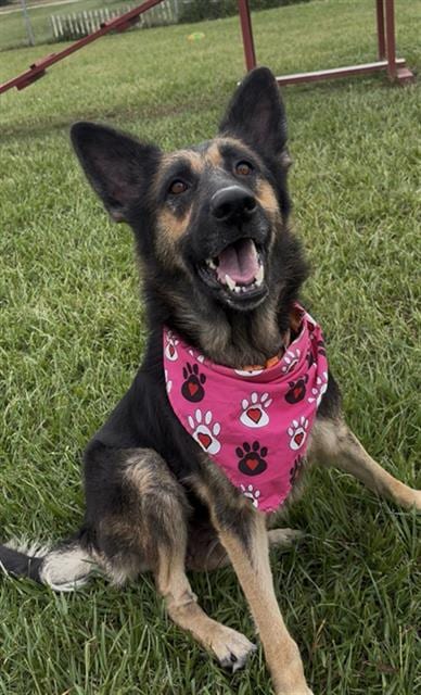 Photo of Natasha, adoptable German Shepherd Dog in Rosenberg, Texas