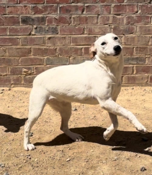 Photo of River, adoptable Cattle Dog in Thomasville, North Carolina