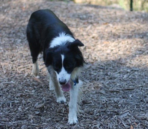 Photo of Streak, adoptable Border Collie in Paso Robles, California
