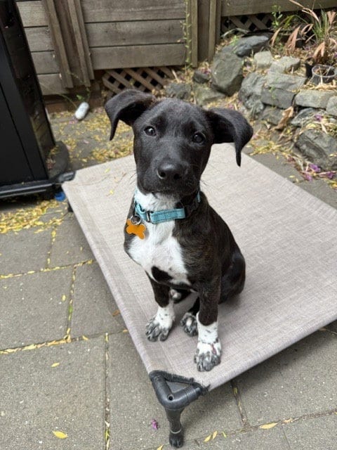 Photo of Paisley, adoptable Cattle Dog in Sunnyvale, California