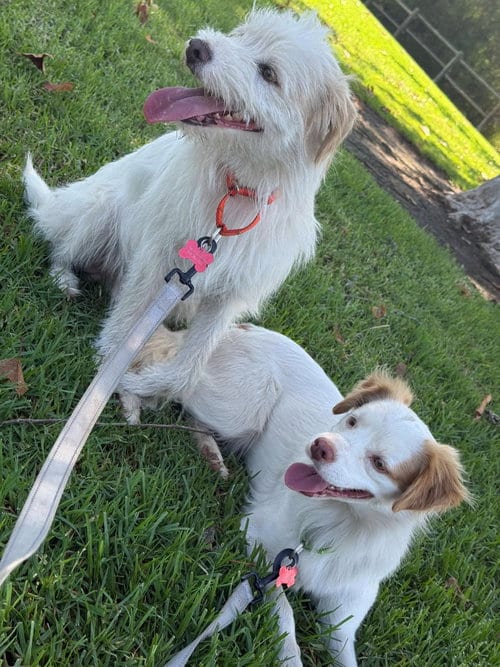 Photo of Benji - Adopt Me, adoptable Terrier in Lake Forest, California
