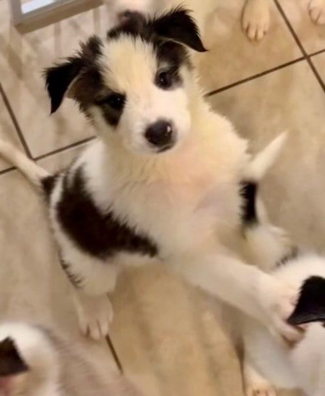 Photo of Nilo, adoptable Husky in Mesa, Arizona