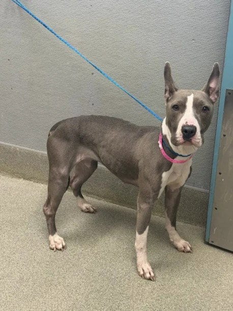 Photo of Venus, adoptable American Pit Bull Terrier in Las Vegas, Nevada